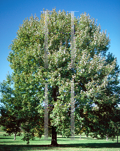 Picture of Acer rubrum 'October Glory'