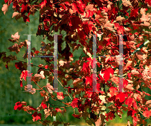 Picture of Acer rubrum 'October Glory'