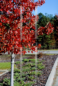 Picture of Acer rubrum 'Franksred (Red Sunset)'