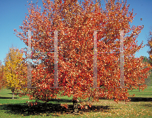 Picture of Acer rubrum 'Franksred (Red Sunset)'