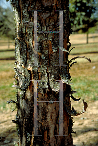 Picture of Acer saccharinum 