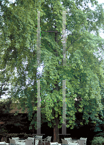 Picture of Acer saccharinum 'Beebe'