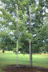 Picture of Acer saccharinum 'Silver Queen'