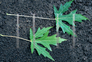 Picture of Acer saccharinum 'Silver Queen'