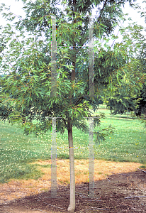 Picture of Acer saccharinum 'Skinneri'