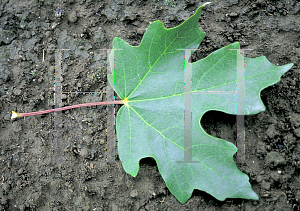 Picture of Acer saccharum 