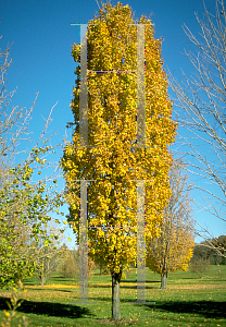 Picture of Acer saccharum 'Goldspire'