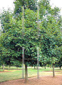 Picture of Acer saccharum 'Green Mountain'