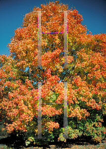 Picture of Acer saccharum 'Green Mountain'