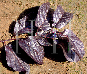 Picture of Prunus cerasifera 'Krauter Vesuvius'