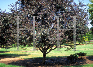 Picture of Prunus cerasifera 'Mount Saint Helens'