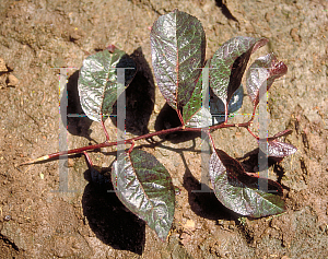 Picture of Prunus cerasifera 'Mount Saint Helens'