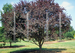 Picture of Prunus cerasifera 'Newport'