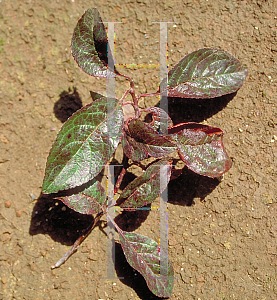 Picture of Prunus cerasifera 'Newport'