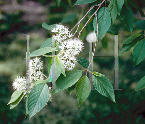 Picture of Prunus maackii 