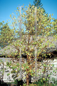 Picture of Prunus maackii 
