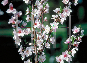 Picture of Prunus persica 