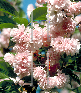 Picture of Prunus serrulata 'Kwanzan'