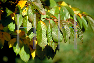 Picture of Prunus subhirtella 'Autumnalis'