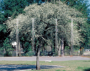 Picture of Prunus umbellata 