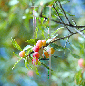 Picture of Prunus umbellata 