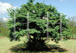 Picture of Prunus x yedoensis 