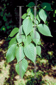Picture of Prunus x yedoensis 
