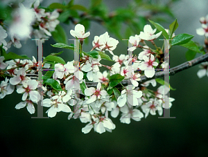 Picture of Prunus x yedoensis 