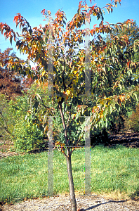 Picture of Prunus x yedoensis 