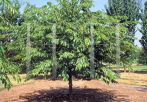 Picture of Prunus x yedoensis 'Akebono'