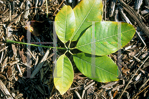 Picture of Pseudobombax ellipticum 