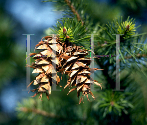 Picture of Pseudotsuga menziesii 