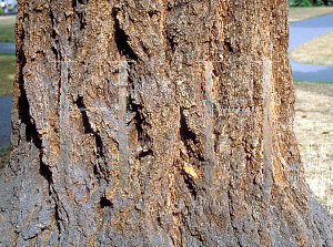 Picture of Pseudotsuga menziesii 