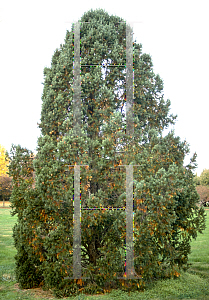 Picture of Pseudotsuga menziesii 'Fastigiata'