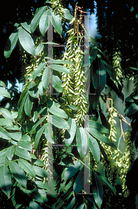 Picture of Pterocarya stenoptera 