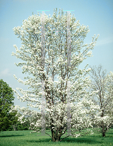 Picture of Pyrus calleryana 'Aristocrat'