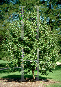 Picture of Pyrus calleryana 'Autumn Blaze'