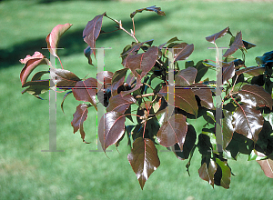 Picture of Pyrus calleryana 'Autumn Blaze'