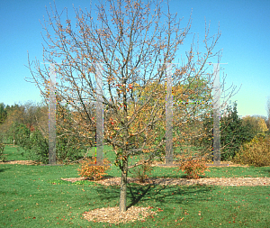 Picture of Pyrus calleryana 'Autumn Blaze'