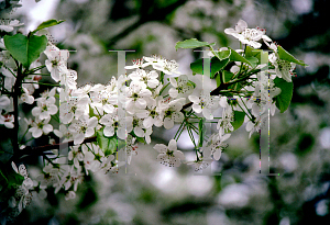 Picture of Pyrus calleryana 'Bradford'