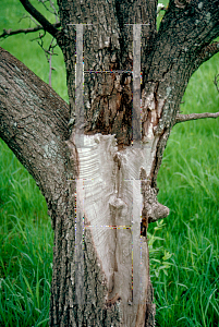 Picture of Pyrus calleryana 'Bradford'