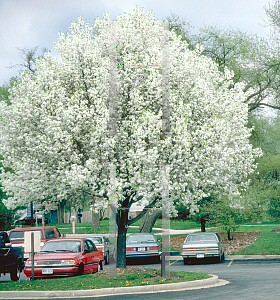 Picture of Pyrus calleryana 'Bradford'