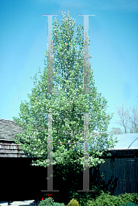 Picture of Pyrus calleryana 'Chanticleer'