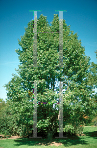 Picture of Pyrus calleryana 'Chanticleer'