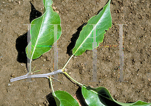 Picture of Pyrus calleryana 'Redspire'