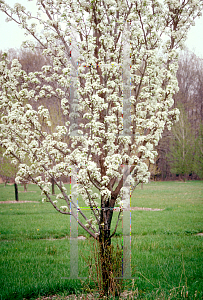 Picture of Pyrus calleryana 'Redspire'