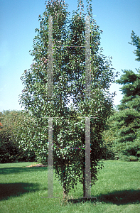 Picture of Pyrus calleryana 'Whitehouse'