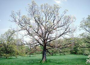 Picture of Quercus alba 