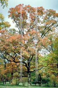Picture of Quercus alba 