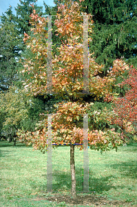 Picture of Quercus alba 